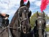 Acorn Carriage Hire