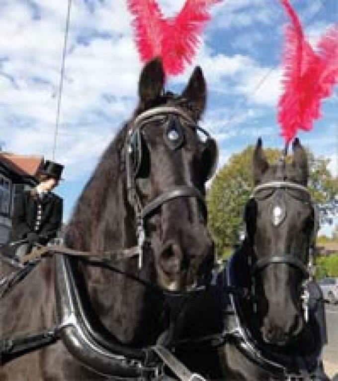 Acorn Carriage Hire