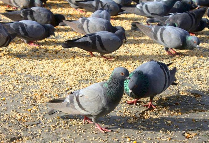 Stimulite Bird Foods