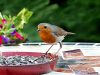 Stimulite Bird Foods