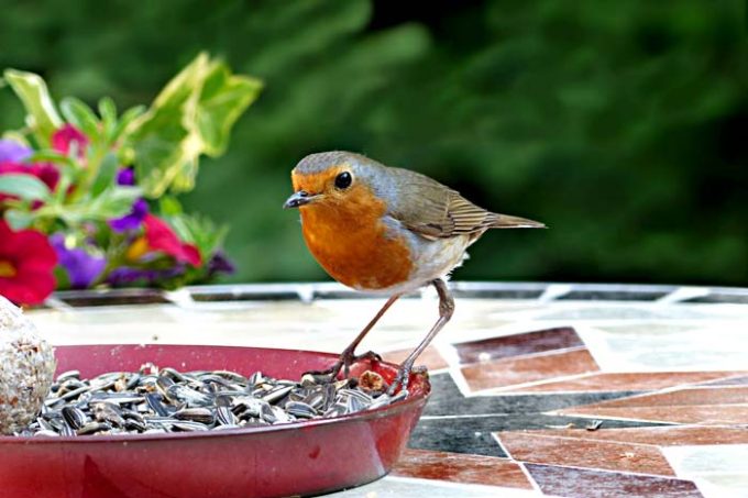 Stimulite Bird Foods