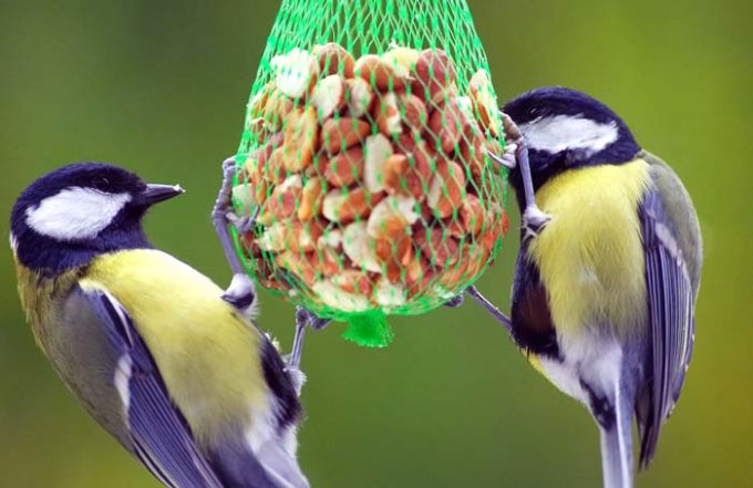 Stimulite Bird Foods