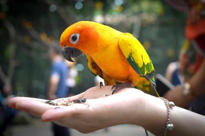 Stimulite Bird Foods