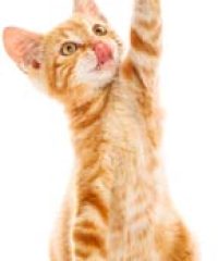 Barnside Boarding Cattery