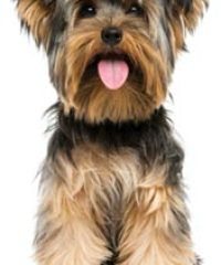 Rest Assured Home & Pet Care